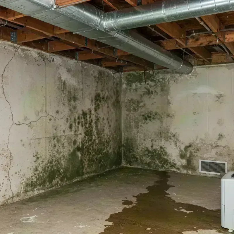 Professional Mold Removal in Douglas County, CO